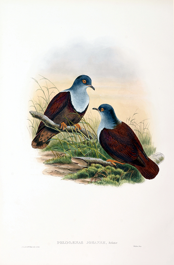 Mrs Sclater’s Ground-Dove - Phlogaenas johannae - Antique Print from 1875