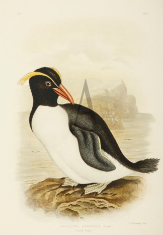 Chrysocoma Catarractes. Crested Penguin. Gracius Broinowski