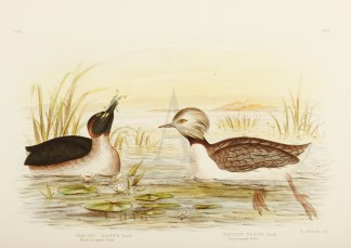 Podiceps Gularis. Black-throated Grebe. … Gracius Broinowski