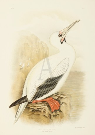 Sula Piscator. Red-legged Gannet Australian