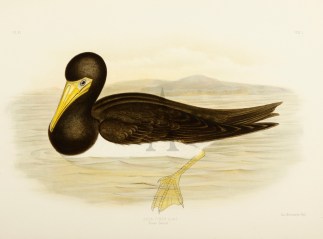 Sula Fiber. Brown Gannet. Australian