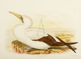 Sula Cyanops. Masked Gannet.