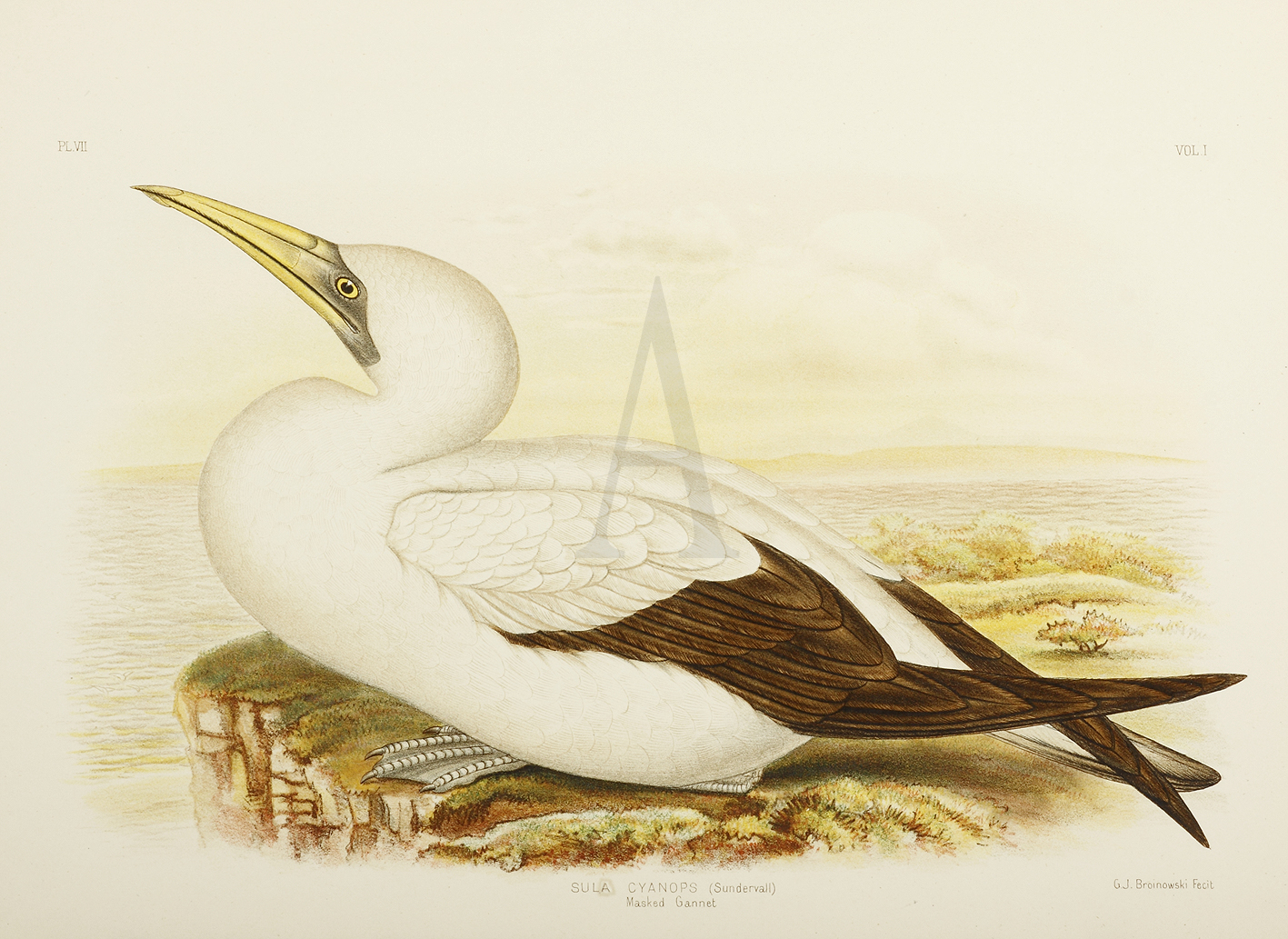 Sula Cyanops. Masked Gannet. - Antique Print from 1889
