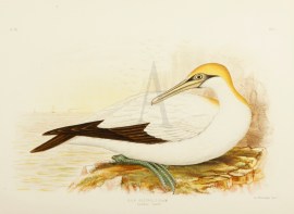 Sula Australis. Australian Gannet. Australian - Broinowski Sula Australis. Australian Gannet.