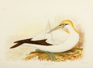 Sula Australis. Australian Gannet. Australian