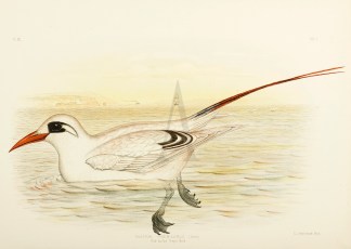 Phaeton Phoenicurus. Red-tailed Tropic-B… Australian