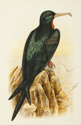 Tachyptes Minor. Small Frigate-Bird. Australian