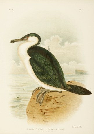 Phalacrocorax Leucogaster. White Breaste… Gracius Broinowski