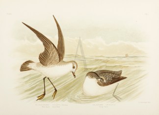 Pelagodroma Fregata. White-faced Storm-P… Australian