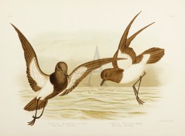 Fregretta Melanogaster. Black-bellied Storm-Petrel… Australian - Broinowski