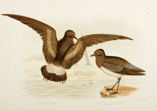 Oceanites Oceanica. Yellow-webbed Storm-… Australian