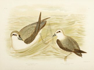 Prion Vittatus. Broad-billed Prion. Prio… Australian