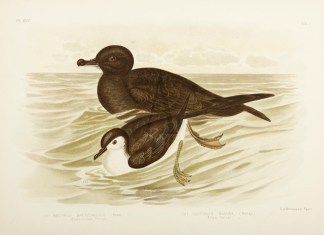 Nectris Brevicaudus. Short-tailed Petrel… Australian