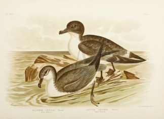 Halobaena Coerulea. Blue Petrel. Daption… Gracius Broinowski