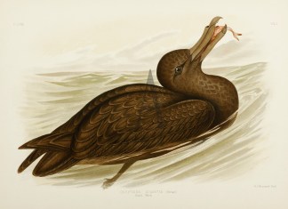 Ossifraga Gigantea. Giant Petrel. Australian