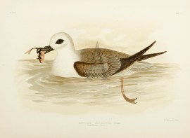 Aestrelata Leucocephala. White-headed Petrel. Australian - Broinowski Aestrelata Leucocephala. White-headed Petrel.