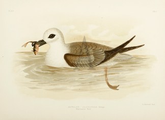 Aestrelata Leucocephala. White-headed Pe… Gracius Broinowski