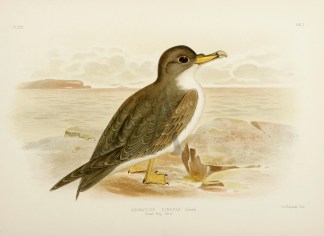 Adamastor Cinerea. Great Grey Petrel. Australian