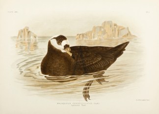 Majaqueus Conspicillatus. Spectacled Pet… Gracius Broinowski