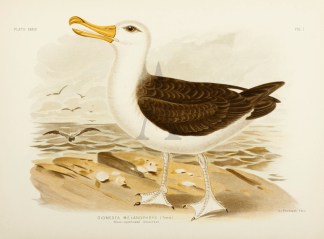 Diomedea Melanophrys. Black-eyebrowed Al… Gracius Broinowski