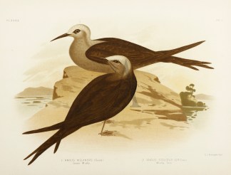 Anous Melanops. Lesser Noddy. Anous Stol… Gracius Broinowski