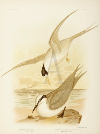 Sternula Nereis. Little Ter. Sterna Mela… Gracius Broinowski