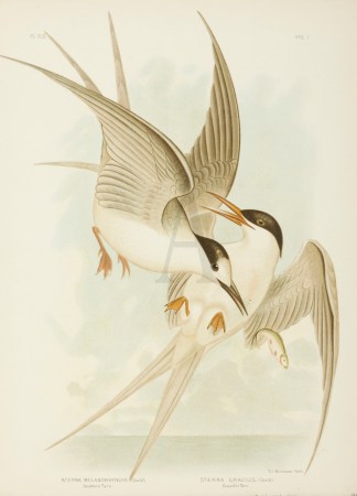Sterna Melanorhyncha. Southern Tern. Ste… Australian