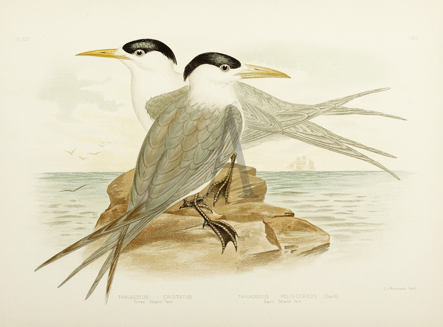 Thalasseus Cristatus. Torres Strait's Tern. Thalasseus Poliocercus. Bass Strait's Tern. - Antique Print from 1889