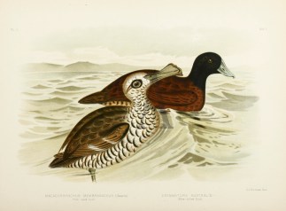 Malacorhynchus Membranaceus. Pink-eyed D… Gracius Broinowski