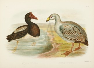 Anseranas Melanoleuca. Semipalaied Goose… Australian