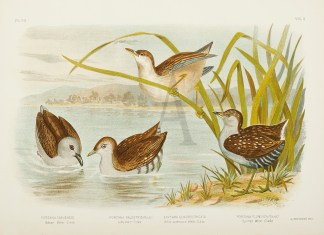Porzana Tabuensis. Tabuan Water Crake. P… Gracius Broinowski