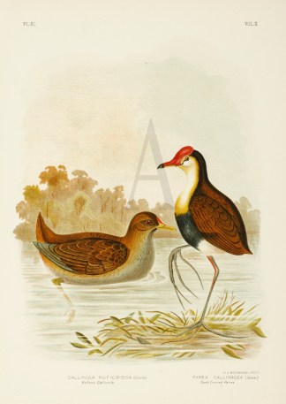 Gallinula Ruficrissa. Rufous Gallinule. … Gracius Broinowski