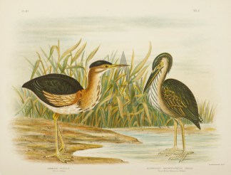 Ardetta Pusilla. Minute Bittern. Butoroi… Australian