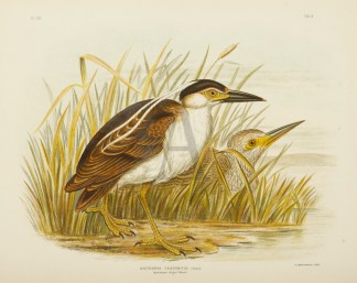 Nycticorax Caledonicus. Nankean Heron. Australian