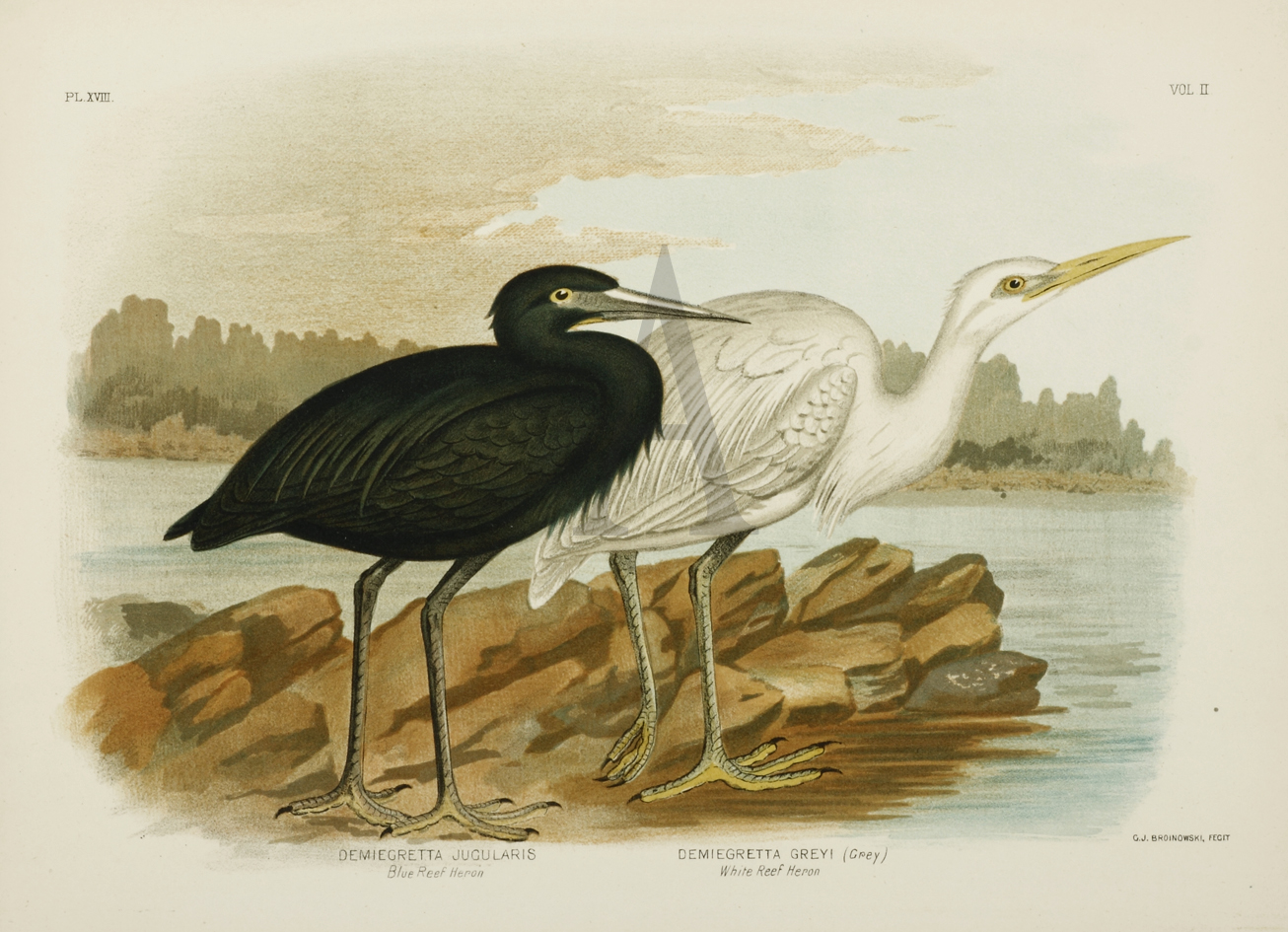 Demiegretta Jugularis. Blue Reef Heron. Demiegretta Greyi. White Reef Heron. - Antique Print from 1889