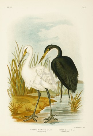 Herodias Melanopus. Spotless Egret. Hero… Australian