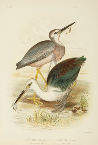 Ardea Novae-Hollandiae. White-fronted He… Gracius Broinowski
