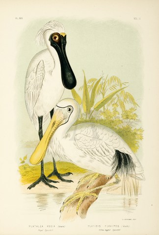Platalea Regia. Royal Spoonbill. Platibi… Gracius Broinowski