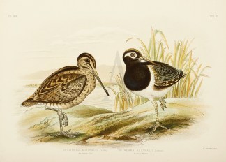 Gallinago Australis. New Holland Snipe. … Gracius Broinowski