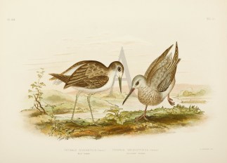 Totanus Stagnatilis. Marsh Sandpiper. To… Australian