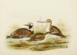 Strepsilas Interpres. Turnstone. Actitis Hypoleucos. Common Sandpiper. Terekia Cinerea. Terek Sandpiper.