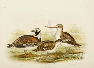 Strepsilas Interpres. Turnstone. Actitis… Australian