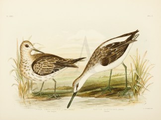 Tringa Crassirostris. Great Sandpiper. G… Australian