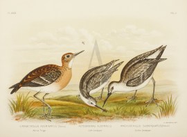Limnocinolus Acuminatus . Marsh Tringa. Actodromas Australis. Little Sandpiper. Ancylochilus Subarquatus. Curlew Sandpiper.