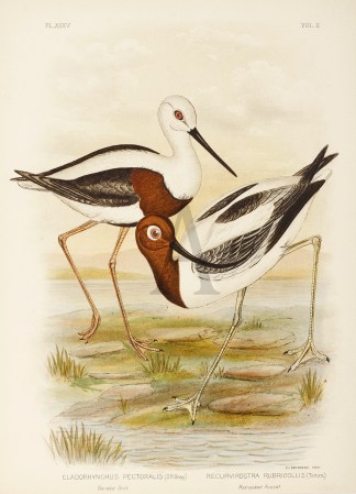 Cladorhynchus Pectoralis. Banded Stilt. … Australian