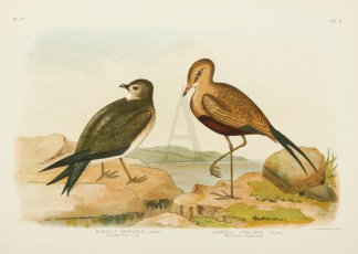 Glareola Orientalis. Oriental Pratincole… Australian