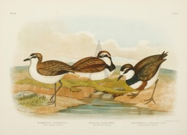 Aegialophilus Ruficapillus. Red-capped Dottrel. Aegialites Negrifrons. Black-fronted Dottrel. Ochthodromus Bicinctus. Double-banded Dottrel. Australian - Broinowski Aegialophilus Ruficapillus. Red-capped Dottrel. Aegialites Negrifrons. Black-fronted Dottrel. Ochthodromus Bicinctus. Double-banded Dottrel.