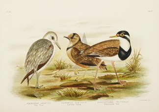 Squatarola Helvetica. Grey Plover. Eudro… Gracius Broinowski