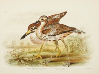 Esacus Magnirostris. Large billed Shore … Australian