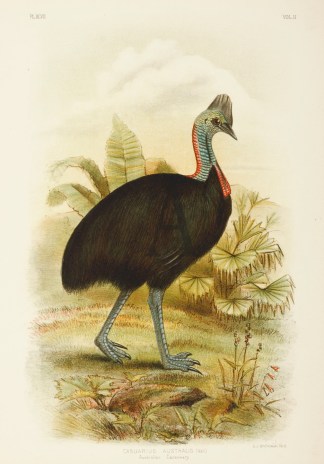Casuarius Australis. Australian Cassowar… Australian